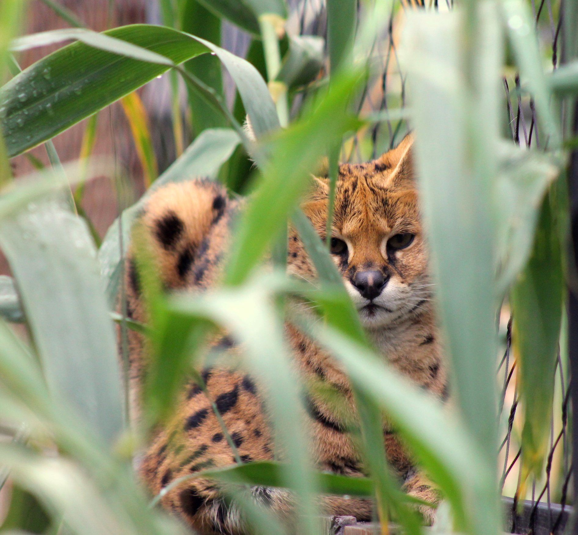 African Serval